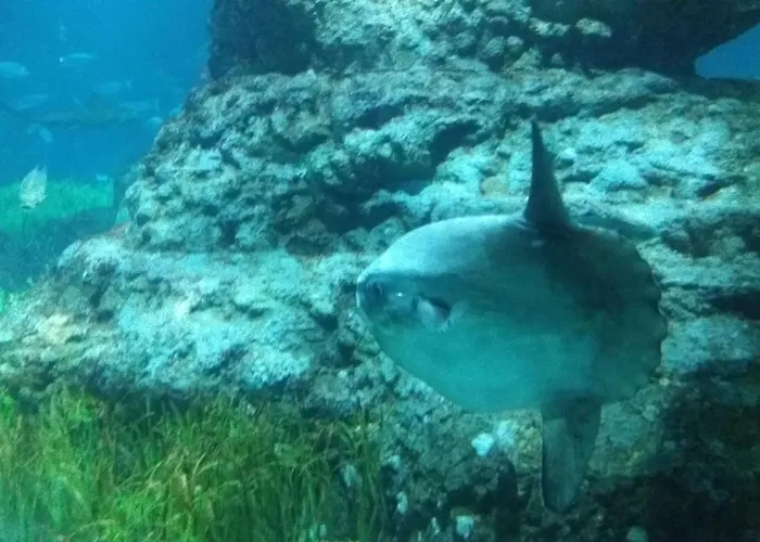 El Buen Sol De * 拉曼加戴尔马尔梅纳